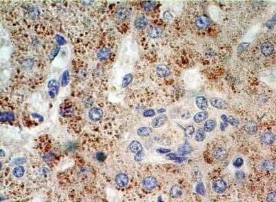 Immunohistochemistry-Paraffin Exportin 4 Antibody - BSA Free