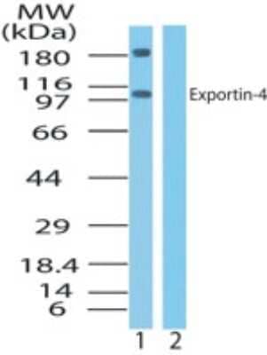 Western Blot Exportin 4 Antibody - BSA Free