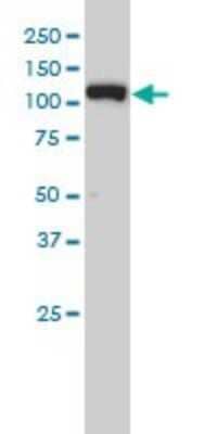 Western Blot: Exportin-5 Antibody (2C5-1B3) [H00057510-M01] - XPO5 monoclonal antibody (M01), clone 2C5-1B3 Analysis of XPO5 expression in Hela S3 NE.