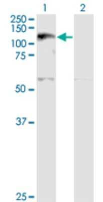 Western Blot: Exportin-5 Antibody (2C5-1B3) [H00057510-M01] - Analysis of XPO5 expression in transfected 293T cell line by XPO5 monoclonal antibody (M01), clone 2C5-1B3.Lane 1: XPO5 transfected lysate(136.3 KDa).Lane 2: Non-transfected lysate.