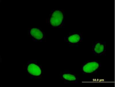 Immunocytochemistry/Immunofluorescence: Exportin-5 Antibody [H00057510-B01P] - Analysis of purified antibody to XPO5 on HeLa cell. (antibody concentration 10 ug/ml)