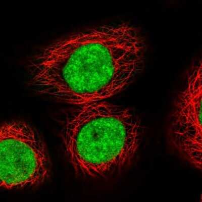 <b>Independent Antibodies Validation. </b>Immunocytochemistry/Immunofluorescence: Exportin-5 Antibody [NBP1-89605] - Immunofluorescent staining of human cell line A-431 shows localization to nucleoplasm. Antibody staining is shown in green.