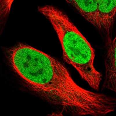 <b>Genetic Strategies Validation. </b>Immunocytochemistry/Immunofluorescence: Exportin-5 Antibody [NBP1-89606] - Staining of human cell line U-2 OS shows localization to nucleoplasm. Antibody staining is shown in green.