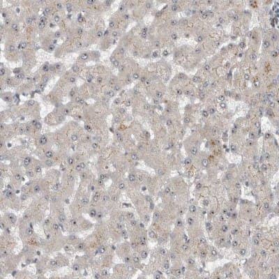 Immunohistochemistry-Paraffin: Exportin-5 Antibody [NBP1-89605] - Staining of human liver shows low expression as expected.