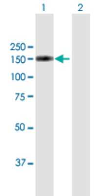 Western Blot: Exportin-5 Antibody [H00057510-B01P] - Analysis of XPO5 expression in transfected 293T cell line by XPO5 polyclonal antibody.  Lane 1: XPO5 transfected lysate(132.44 KDa). Lane 2: Non-transfected lysate.