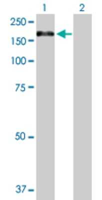 Western Blot: Exportin-5 Antibody [H00057510-D01P] - Analysis of XPO5 expression in transfected 293T cell line by XPO5 polyclonal antibody.Lane 1: XPO5 transfected lysate(136.30 KDa).Lane 2: Non-transfected lysate.