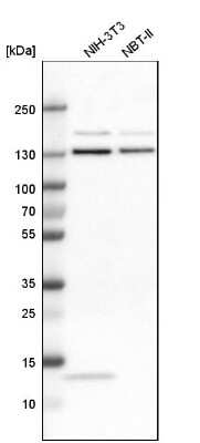 Western Blot: Exportin-5 Antibody [NBP1-89606] - Analysis in mouse cell line NIH-3T3 and rat cell line NBT-II.