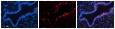 Immunohistochemistry-Paraffin Exportin-T Antibody