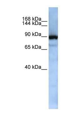 Western Blot Exportin-T Antibody