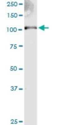 Western Blot: Ext2 Antibody (3G6) [H00002132-M01] - EXT2 monoclonal antibody (M01), clone 3G6. Analysis of EXT2 expression in human spleen.