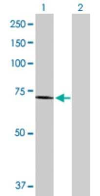 Western Blot: Ext2 Antibody [H00002132-D01P] - Analysis of EXT2 expression in transfected 293T cell line by EXT2 polyclonal antibody.Lane 1: EXT2 transfected lysate(82.30 KDa).Lane 2: Non-transfected lysate.