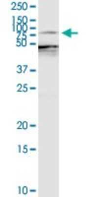 Western Blot: Ezrin Antibody [H00007430-D01P] - Analysis of EZR expression in PC-12.