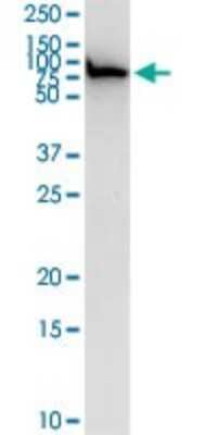 Western Blot: Ezrin Antibody [H00007430-D01P] - Analysis of EZR expression in Hela S3 NE.