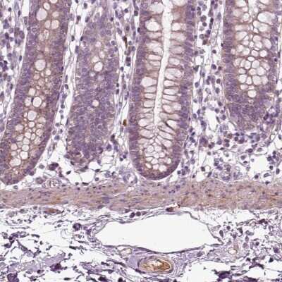 <b>Genetic Strategies Validation. </b>Immunohistochemistry-Paraffin: F-Spondin/SPON1 Antibody [NBP2-69044] - Staining of human small intestine shows positivity in glandular cells, smooth muscle and plasma.