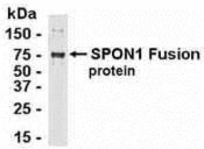 Western Blot: F-Spondin/SPON1 Antibody [NB300-339] - E coli-derived fusion protein as test antigen. Affi-anti- SPON1 IgY dilution: 1:2000, Goat anti-IgY-HRP dilution: 1:1000. Colorimetric method for signal development. ( anti-SPON1 )