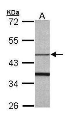 Western Blot: F-box protein 15/FBXO15 Antibody [NBP1-32860] - (30 ug of whole cell lysate) A: Raji 10% SDS PAGE diluted at 1:1000