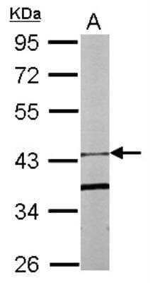Western Blot: F-box protein 15/FBXO15 Antibody [NBP1-32860] - Sample (20 ug of whole cell lysate) A: Human ESC 10% SDS PAGE; antibody diluted at 1:1000.