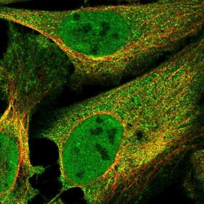 Immunocytochemistry/ Immunofluorescence F box protein 38 Antibody - BSA Free