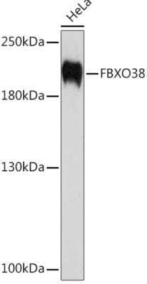 Western Blot: F box protein 38 Antibody [NBP3-03841] - Analysis of extracts of HeLa cells, using FBXO38 Rabbit pAb  at 1:1000 dilution.Secondary antibody: HRP Goat Anti-Rabbit IgG (H+L) at 1:10000 dilution.Lysates/proteins: 25ug per lane. Blocking buffer: 3% nonfat dry milk in TBST.Detection: ECL Enhanced Kit. Exposure time: 90s.