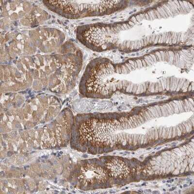 Immunohistochemistry-Paraffin: F-box protein 43 Antibody [NBP1-84708] - Staining of human stomach shows distinct cytoplasmic positivity in glandular cells.