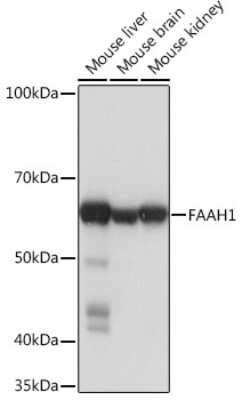 Western Blot FAAH Antibody (10A1M7)