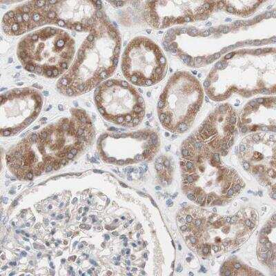 Immunohistochemistry-Paraffin: FAAH Antibody [NBP1-83937] - Staining of human kidney shows moderate cytoplasmic positivity in cells in tubules.