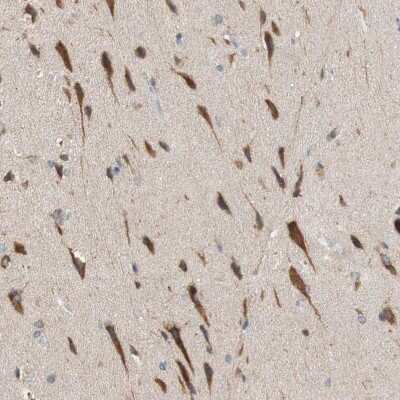 Immunohistochemistry-Paraffin: FAAH Antibody [NBP1-83937] - Staining of human Cerebral cortex shows strong cytoplasmic positivity in neuronal cells.