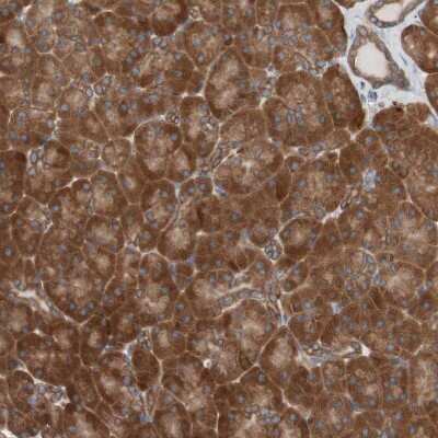 Immunohistochemistry-Paraffin FAAH Antibody