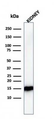 Western Blot: FABP1/L-FABP Antibody (FABP1/3482) [NBP3-08934] - Western Blot Analysis of human Kidney tissue lysate using FABP1/L-FABP Mouse Monoclonal Antibody (FABP1/3482).