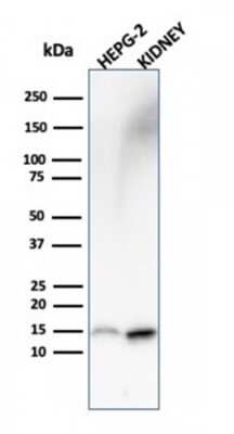 Western Blot: FABP1/L-FABP Antibody (FABP1/3487) [NBP3-08949] - Western Blot Analysis of HepG-2 cell lysate and human kidney tissue lysate using FABP1/L-FABP Mouse Monoclonal Antibody (FABP1/3487).