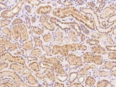 Immunohistochemistry-Paraffin FABP12 Antibody - BSA Free