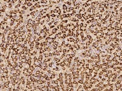 Immunohistochemistry-Paraffin FABP12 Antibody - BSA Free