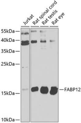 Western Blot FABP12 Antibody - BSA Free