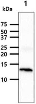 Western Blot: FABP3/H-FABP Antibody (9F10) [NBP2-60234] - The tissue lysate were resolved by SDS-PAGE, transferred to PVDF membrane and probed with anti-human FABP3 antibody. Proteins were visualized using a goat anti-mouse secondary antibody conjugated to HRP and an ECL detection system. Lane 1.: Mouse heart tissue lysate