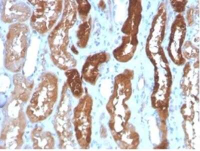 Immunohistochemistry-Paraffin: FABP3/H-FABP Antibody (FABP3/3430) [NBP3-13881] - Formalin-fixed, paraffin-embedded human kidney stained with FABP3/H-FABP antibody (FABP3/3430)