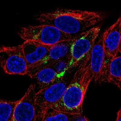 <b>Orthogonal Strategies Validation. </b>Immunocytochemistry/Immunofluorescence: FABP3/H-FABP Antibody [NBP2-33763] - Immunofluorescent staining of human cell line Hep G2 shows localization to the Golgi apparatus.