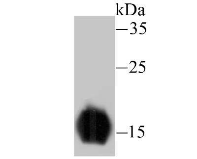 Western Blot: FABP3/H-FABP Antibody (JU73-03) [NBP2-75485] - Analysis of Cardiac FABP3 on rat heart tissue lysate using anti-cardiac FABP3 antibody at 1:500 dilution.
