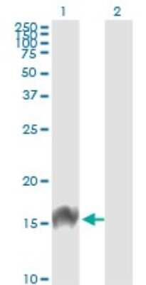 Western Blot: FABP4/A-FABP Antibody (2H3-1G10) [H00002167-M01] - Analysis of FABP4 expression in transfected 293T cell line by FABP4 monoclonal antibody (M01), clone 2H3-1G10.Lane 1: FABP4 transfected lysate (Predicted MW: 14.7 KDa).Lane 2: Non-transfected lysate.