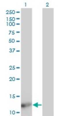 Western Blot: FABP4/A-FABP Antibody (4D12) [H00002167-M08] - Analysis of FABP4 expression in transfected 293T cell line by FABP4 monoclonal antibody (M08), clone 4D12. Lane 1: FABP4 transfected lysatE (14.7 KDa). Lane 2: Non-transfected lysate.
