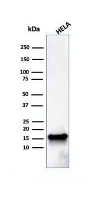 Western Blot: FABP5/E-FABP Antibody (FABP5/3750) - Azide and BSA Free [NBP2-79929] - Western Blot Analysis of HeLa cell lysate using  FABP5/E-FABP Antibody (FABP5/3750).