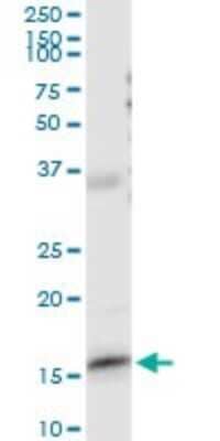 Western Blot: FABP5/E-FABP Antibody [H00002171-D01P] - Analysis of FABP5 expression in mouse stomach.