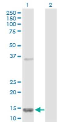Western Blot: FABP5/E-FABP Antibody [H00002171-D01P] - Analysis of FABP5 expression in transfected 293T cell line by FABP5 polyclonal antibody.Lane 1: FABP5 transfected lysate(15.20 KDa).Lane 2: Non-transfected lysate.