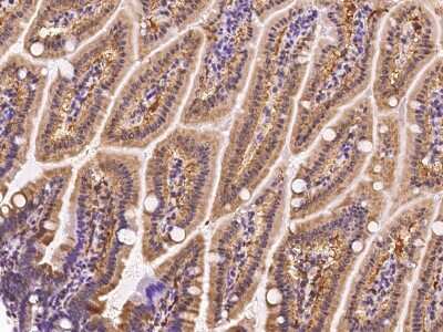 Immunohistochemistry-Paraffin: FABP6 Antibody [NBP2-99577] - Staining FABP6 in mouse small intestine with rabbit polyclonal antibody at 1:200 dilution.