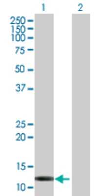 Western Blot: FABP6 Antibody [H00002172-B01P] - Analysis of FABP6 expression in transfected 293T cell line by FABP6 polyclonal antibody.  Lane 1: FABP6 transfected lysate(14.19 KDa). Lane 2: Non-transfected lysate.