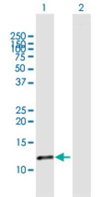 Western Blot: FABP6 Antibody [H00002172-D01P] - Analysis of FABP6 expression in transfected 293T cell line by FABP6 polyclonal antibody.Lane 1: FABP6 transfected lysate(14.40 KDa).Lane 2: Non-transfected lysate.