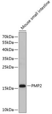 Western Blot: FABP8/M-FABP/Myelin P2 Protein Antibody [NBP3-03262] - Analysis of extracts of mouse small intestine, using FABP8/M-FABP/Myelin P2 Protein antibody at 1:1000 dilution. Secondary antibody: HRP Goat Anti-Rabbit IgG (H+L) at 1:10000 dilution. Lysates/proteins: 25ug per lane. Blocking buffer:% nonfat dry milk in TBST.