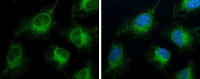 Immunocytochemistry/Immunofluorescence: FACL4 Antibody (GT186) [NBP3-13533] - FACL4 antibody [GT186] detects FACL4 protein at mitochondria by immunofluorescent analysis. Sample: HeLa cells were fixed in ice-cold MeOH for 5 min. Green: FACL4 stained by FACL4 antibody [GT186] (NBP3-13533) diluted at 1:100. Blue: Hoechst 33342 staining.