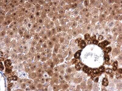 Immunohistochemistry-Paraffin: FACL4 Antibody (GT566) [NBP3-13526] - FACL4 antibody [GT566] detects FACL4 protein at cytoplasm in mouse liver by immunohistochemical analysis. Sample: Paraffin-embedded mouse liver. FACL4 antibody [GT566] (NBP3-13526) diluted at 1:100. Antigen Retrieval: Citrate buffer, pH 6.0, 15 min