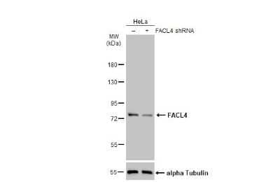 Western Blot: FACL4 Antibody (HL229) [NBP3-13666] - Non-transfected (-) and transfected (+) HeLa whole cell extracts (30 ug) were separated by 7.5% SDS-PAGE, and the membrane was blotted with FACL4 antibody [HL44] (NBP3-13666) diluted at 1:50000. The HRP-conjugated anti-rabbit IgG antibody (NBP2-19301) was used to detect the primary antibody.