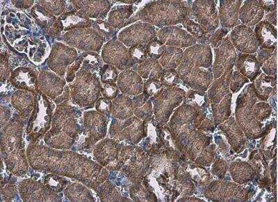 Immunohistochemistry-Paraffin: FACL4 Antibody [NBP2-16400] - Paraffin-embedded mouse kidney.  FACL4 antibody [N1N3] diluted at 1:500.